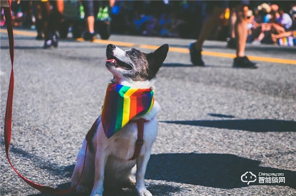 預防寵物走丟方式千千萬,飛利浦智能鎖,讓寵物在家更安全 預防寵物走丟方式千千萬,飛利浦智能鎖,讓寵物在家更安全