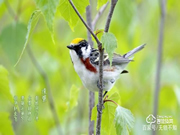 驚蟄至,萬物長,清幽之境隱藏著一把楊格智能鎖