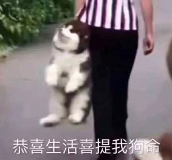 青松沃德:我們的2019年末崩潰情況報告 青松沃德:我們的2019年末崩潰情況報告