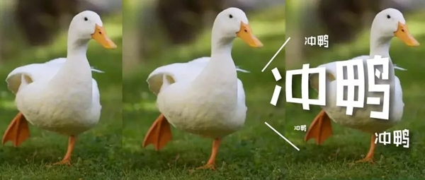 青松沃德:我們的2019年末崩潰情況報告 青松沃德:我們的2019年末崩潰情況報告