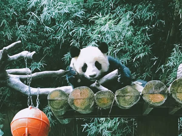 科裕集團年度旅游 快樂出游砥礪前行 科裕集團年度旅游 快樂出游砥礪前行