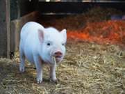 皇迪智能鎖：為客戶提供舒適便捷的智能生活環境