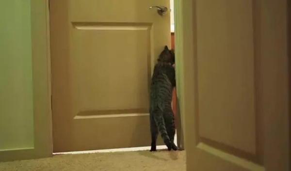 VOC智能鎖告訴你 家里寵物偷偷開門要怎么辦 VOC智能鎖告訴你 家里寵物偷偷開門要怎么辦