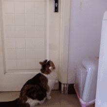 VOC智能鎖告訴你 家里寵物偷偷開門要怎么辦 VOC智能鎖告訴你 家里寵物偷偷開門要怎么辦