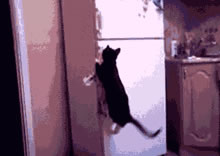 VOC智能鎖告訴你 家里寵物偷偷開門要怎么辦 VOC智能鎖告訴你 家里寵物偷偷開門要怎么辦