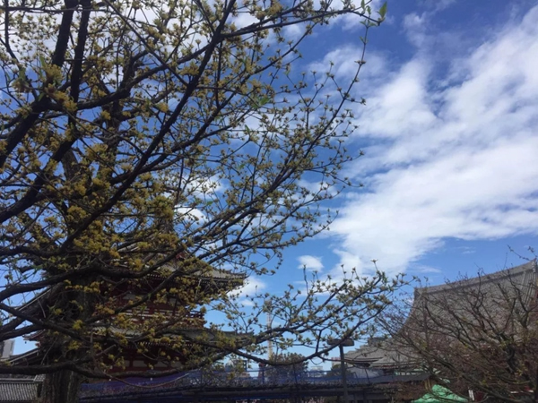 美菱公司2018年度先進個人日本之旅圓滿結束 美菱公司2018年度先進個人日本之旅圓滿結束