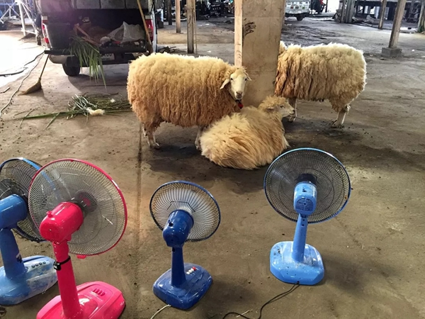 智能鎖經銷商大調查|凱迪仕智能鎖的雙11最炸裂廣告來了 智能鎖經銷商大調查|凱迪仕智能鎖的雙11最炸裂廣告來了