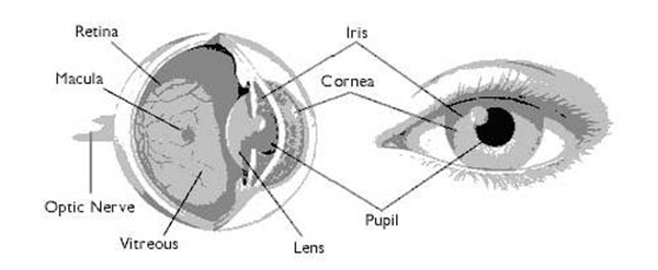 智能鎖常見的六種生物識(shí)別技術(shù)原理解析
