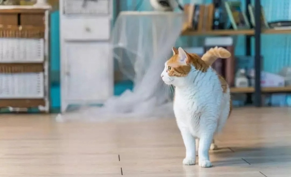 好太太:智能鎖怎么能防貓眼? 好太太:智能鎖怎么能防貓眼?